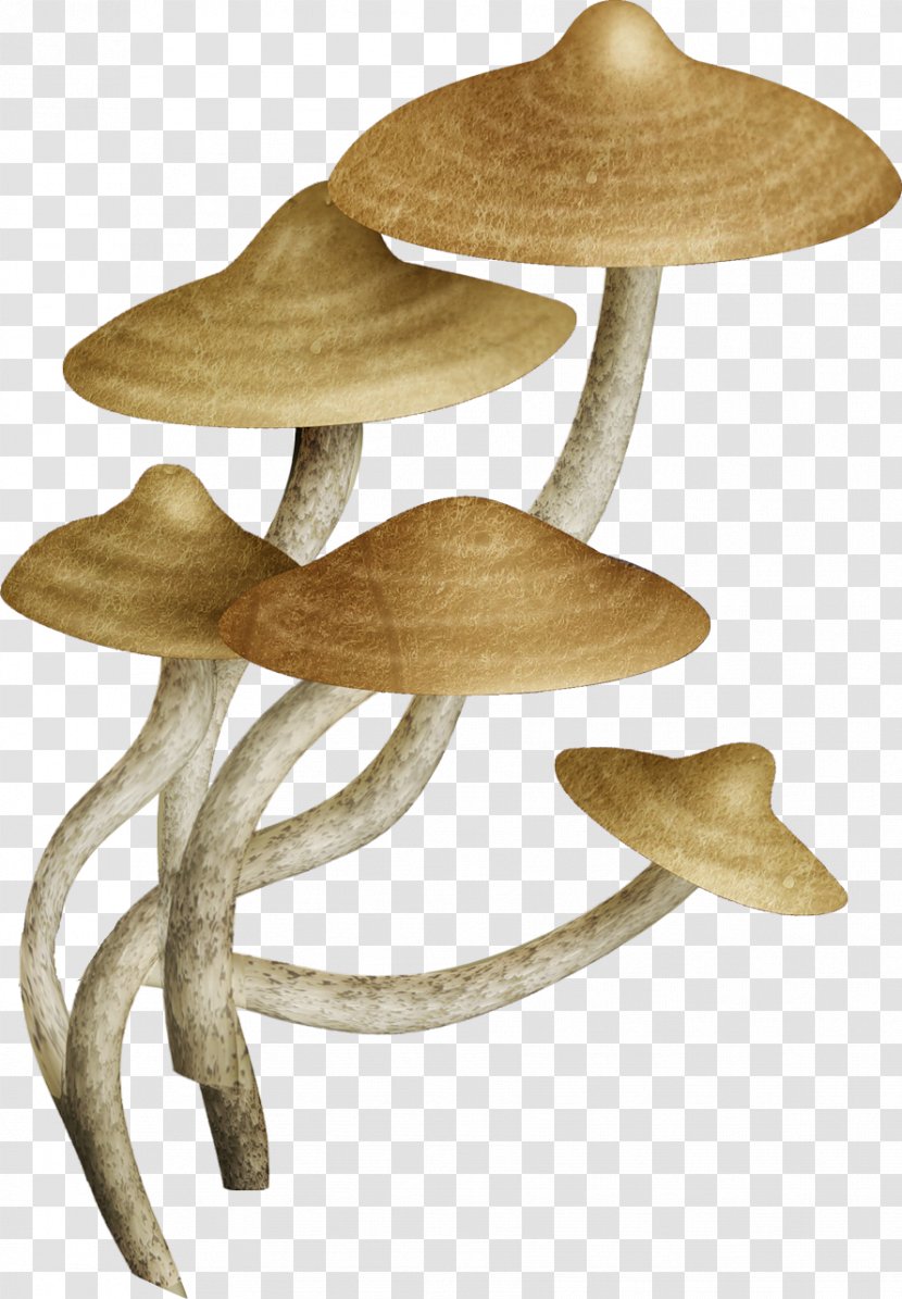Fungus Common Mushroom U83cc - Lactarius Transparent PNG