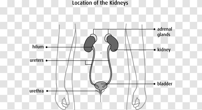 Kidney Ureter Excretory System Renal Pelvis Urine - Silhouette - Cancer Cell Details Transparent PNG