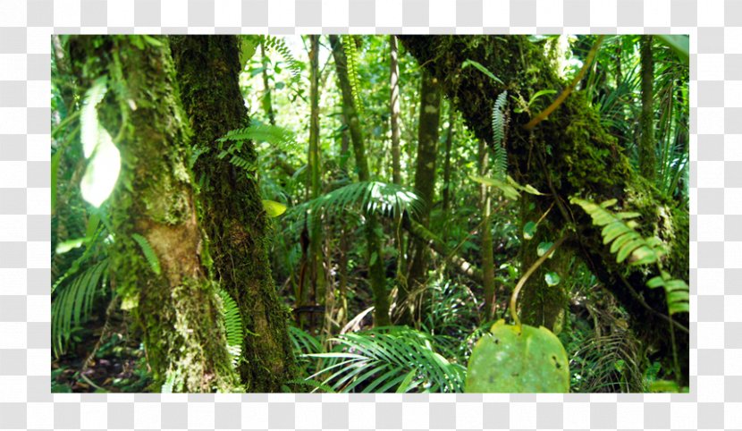 Rainforest Valdivian Temperate Rain Forest Tropical And Subtropical Coniferous Forests Moist Broadleaf - Vegetation Transparent PNG