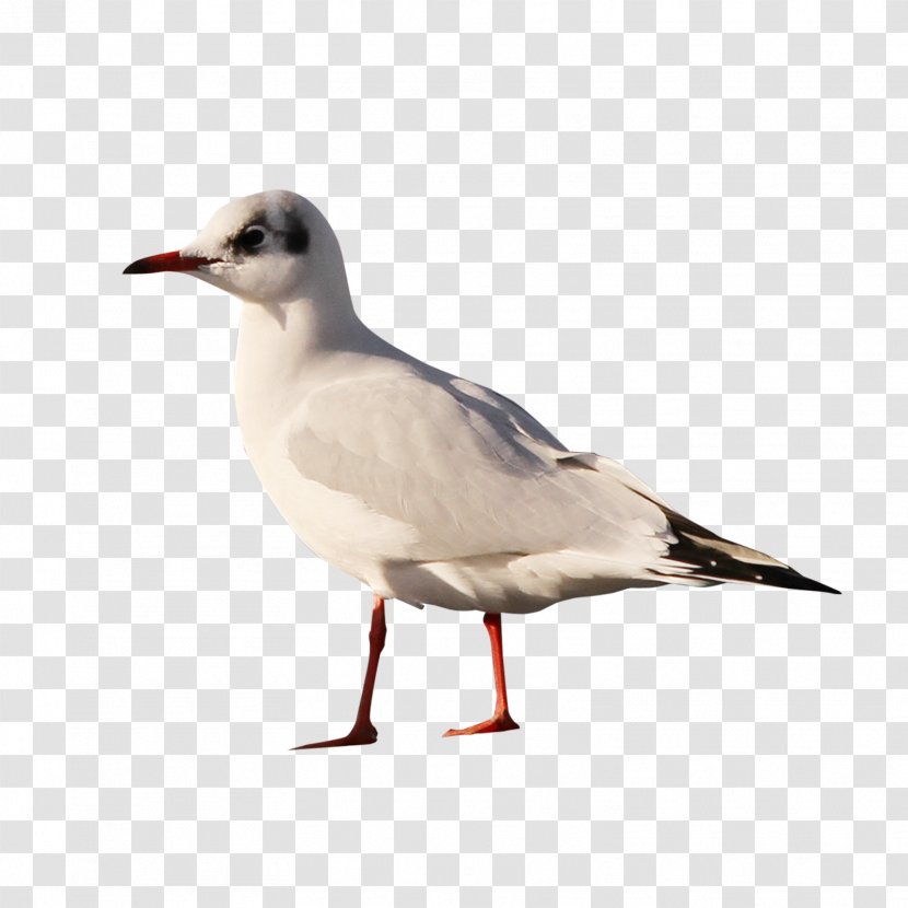 Bird Columbidae European Herring Gull Domestic Pigeon Squab - Shorebird Transparent PNG