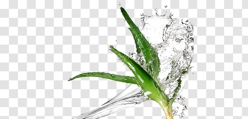 Aloe Vera Ferox Extract Cosmetics Plant - Leaf Transparent PNG