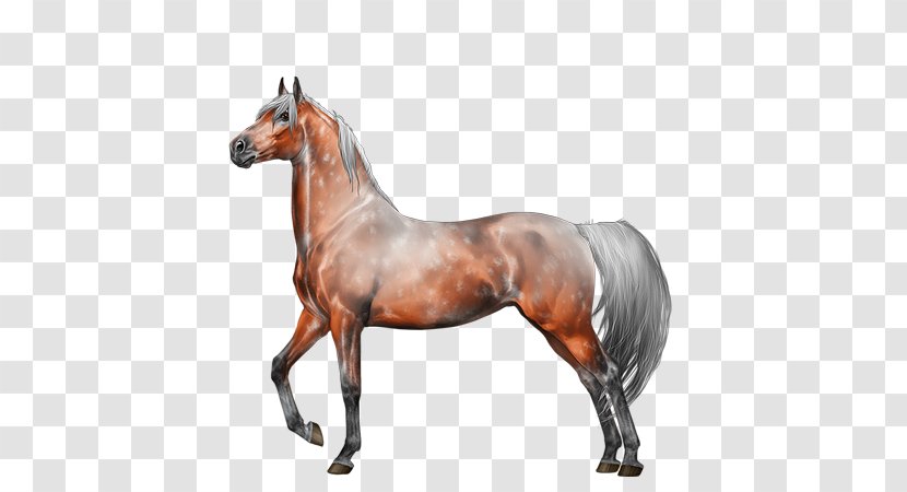 Stallion Foal Mare Colt Mustang - Bridle - Quarter Horse Transparent PNG