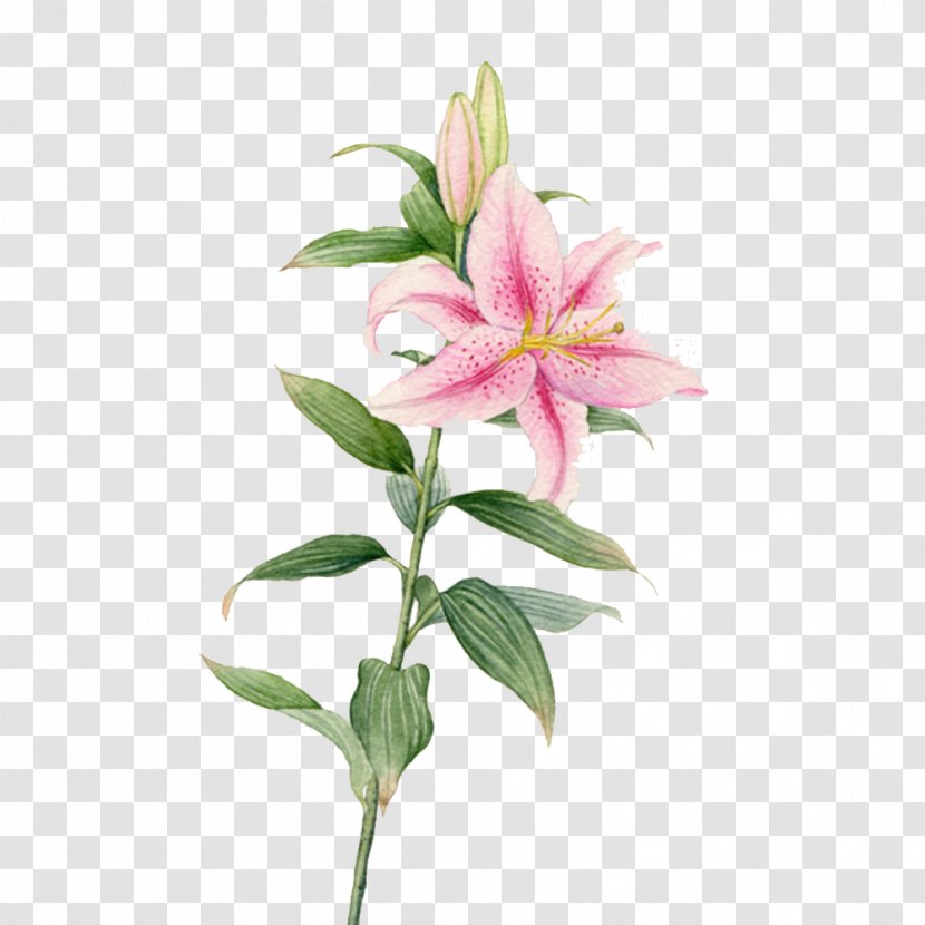 Flower Watercolor Painting Lilium - Plant - Creative Lily Flowers Transparent PNG