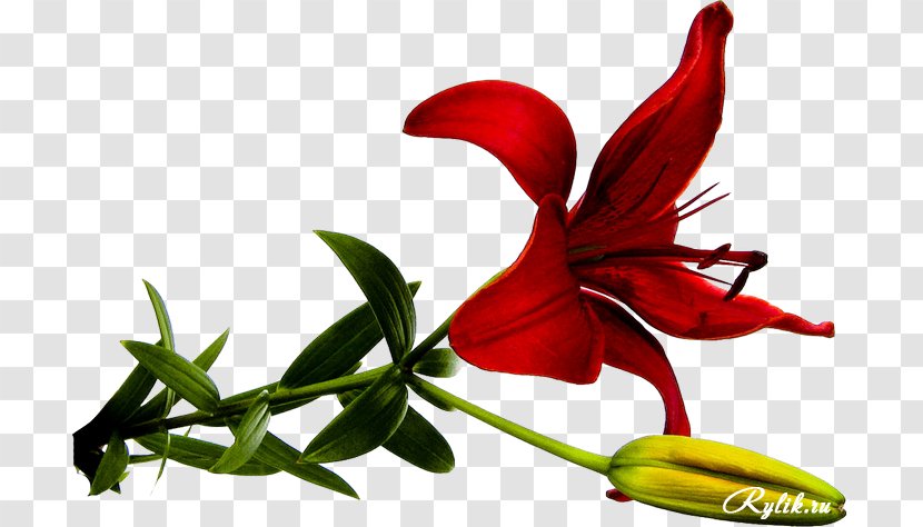 Lily Flower Image Drawing Red - Family Transparent PNG
