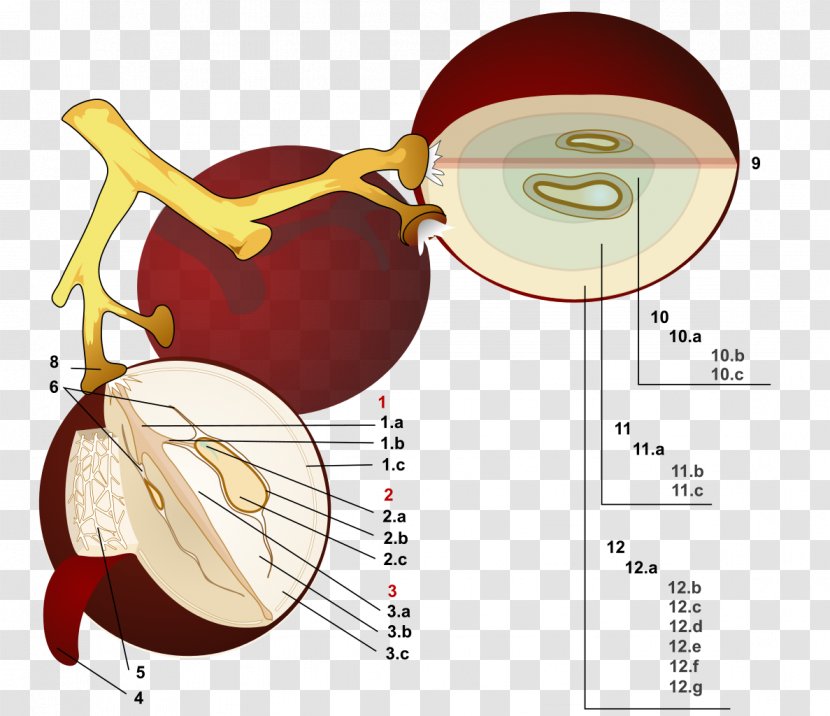 Common Grape Vine Wine Juice Oenology - Heart - Seed Transparent PNG