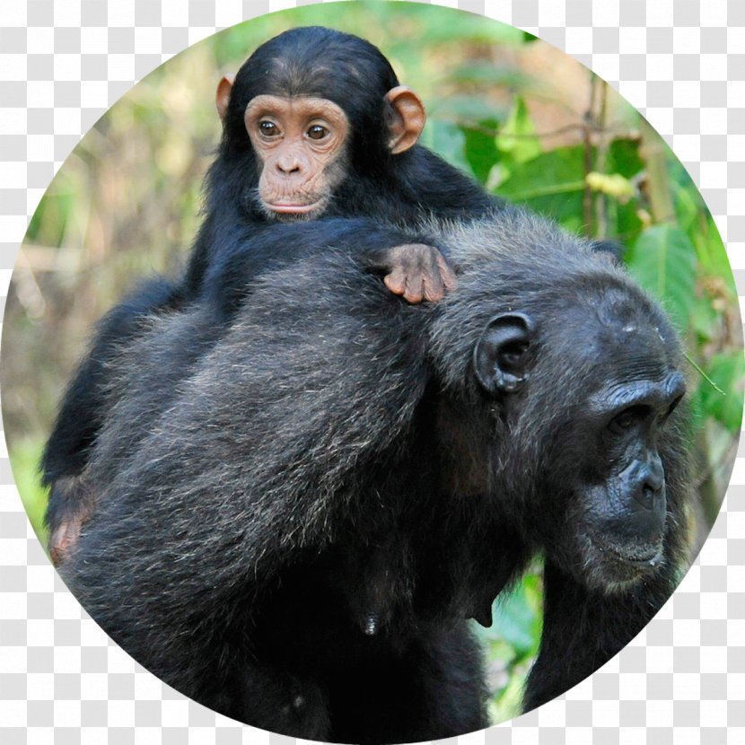 Gombe Stream National Park Common Chimpanzee Gorilla Baby - Primate Transparent PNG