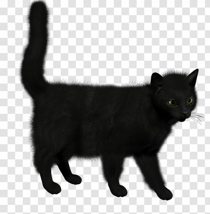 Cat Kitten - Display Resolution - Image Transparent PNG