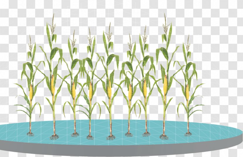 Maize Grasses Helicoverpa Zea Plant Science - Cotton - Corn Leaves Transparent PNG