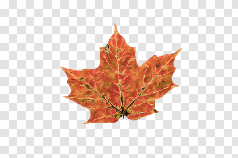 Leaf Maple Leaf / M Maple Plant Structure Science Transparent PNG