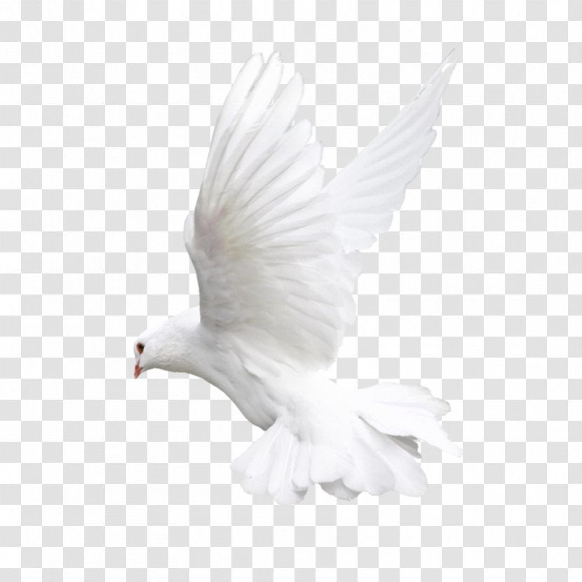 Pigeons And Doves Bird Fantail Pigeon Indian Flight - Animal Figure Transparent PNG