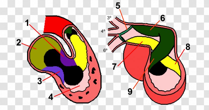 Human Anatomy Embryology Heart Development - Watercolor Transparent PNG