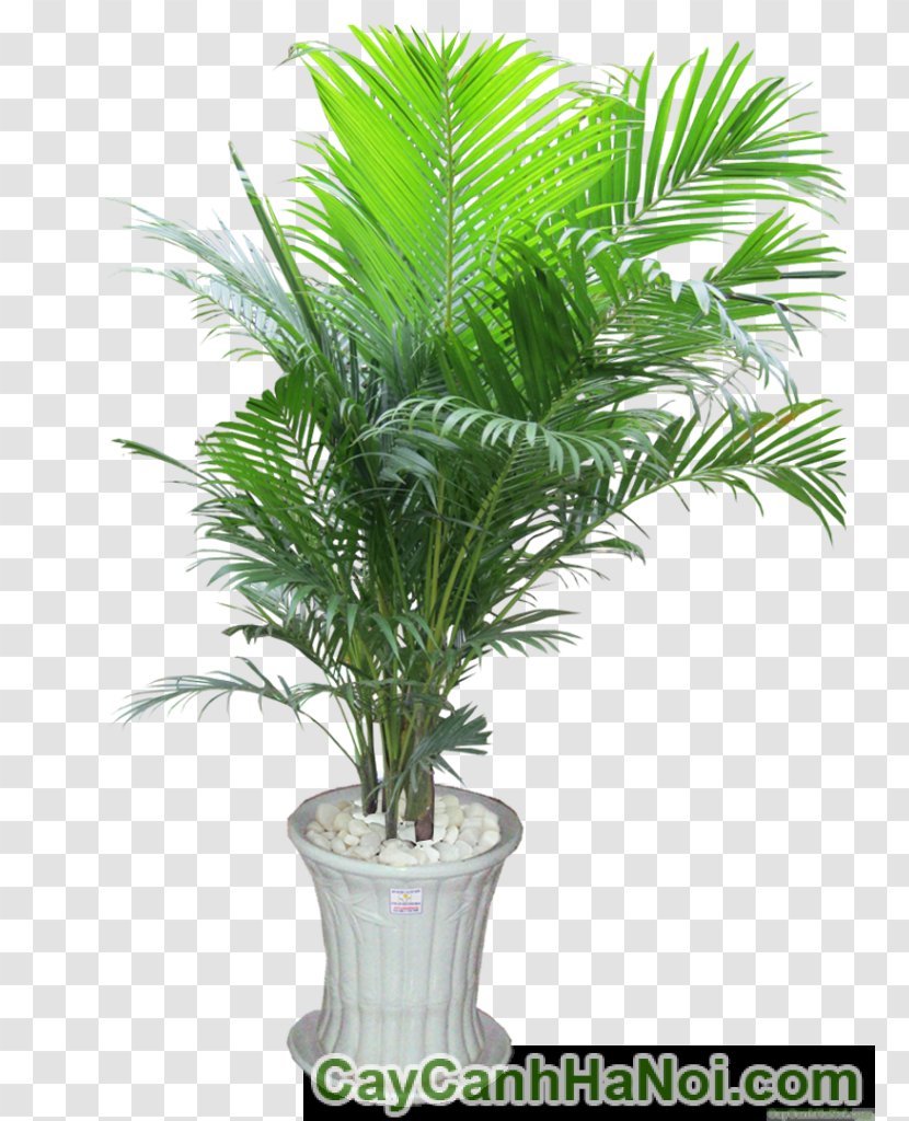 Areca Palm Trees Ornamental Plant Flowerpot - Rhapis Excelsa - Arecaceae Transparent PNG