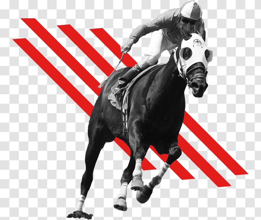 Meydan Racecourse Thoroughbred Standardbred Woodbine Racetrack Horse Racing - Ihorse Free Game Transparent PNG