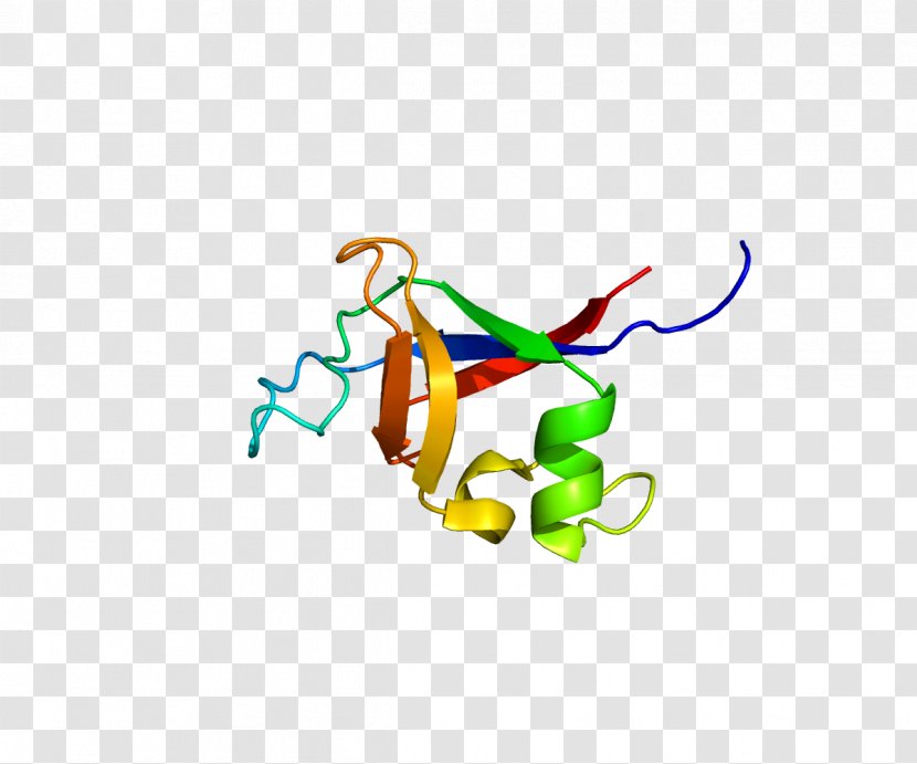 PIK3R2 Phosphoinositide 3-kinase Protein Kinase FYN - Heart - Frame Transparent PNG