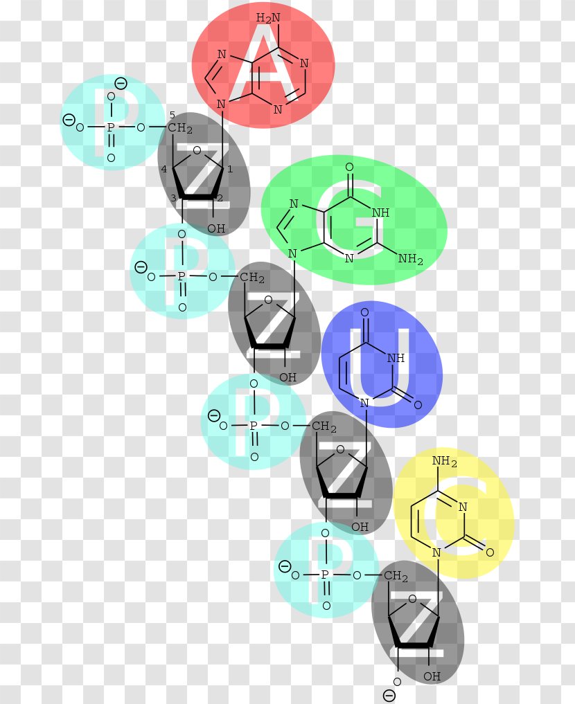 Nucleic Acid Nucleotide DNA Base - Cartoon - Silhouette Transparent PNG