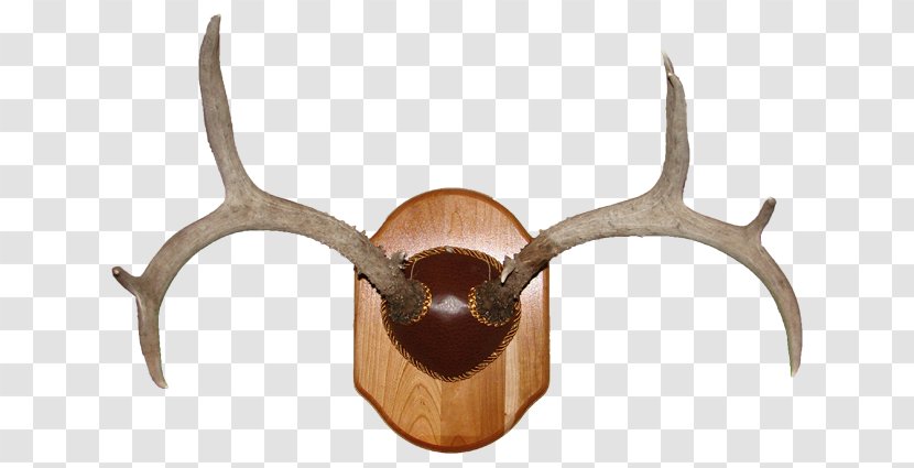 Deer Horn Trophy Hunting Antler - Antlers Transparent PNG