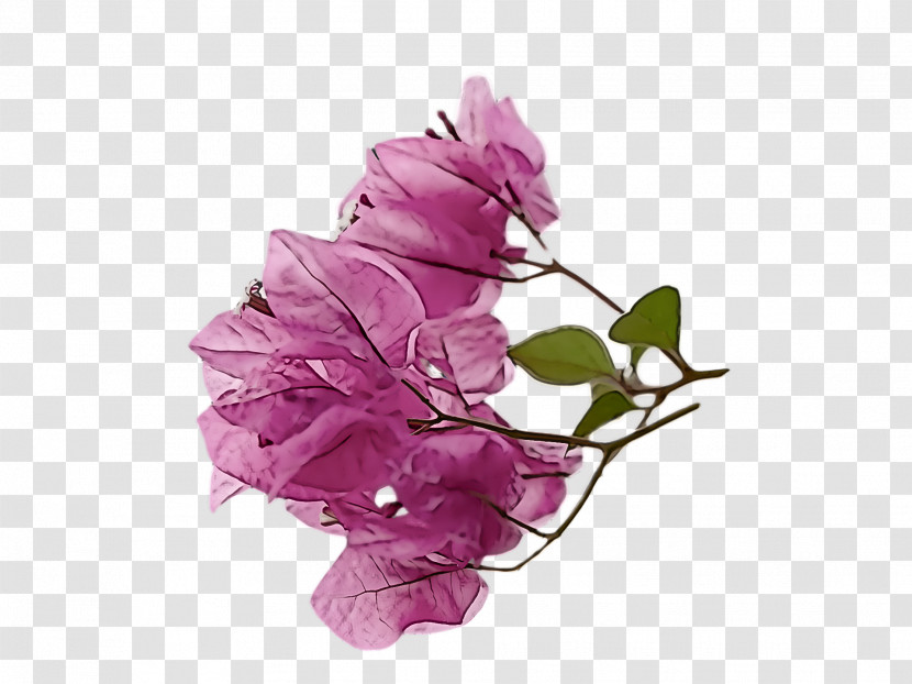 Floral Design Transparent PNG