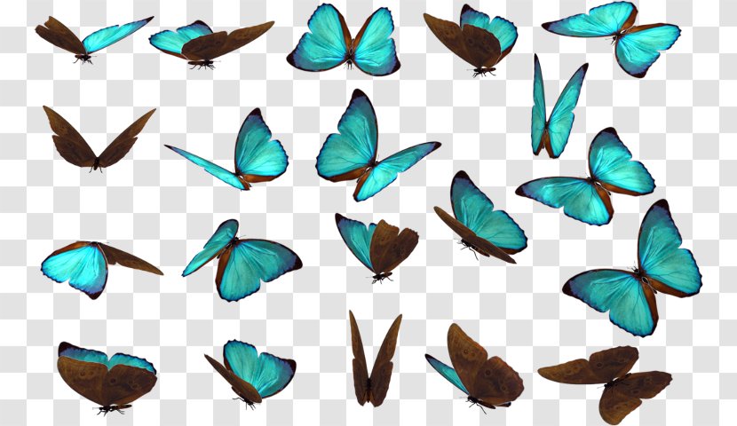 Butterfly Drawing Clip Art - Leaf Transparent PNG
