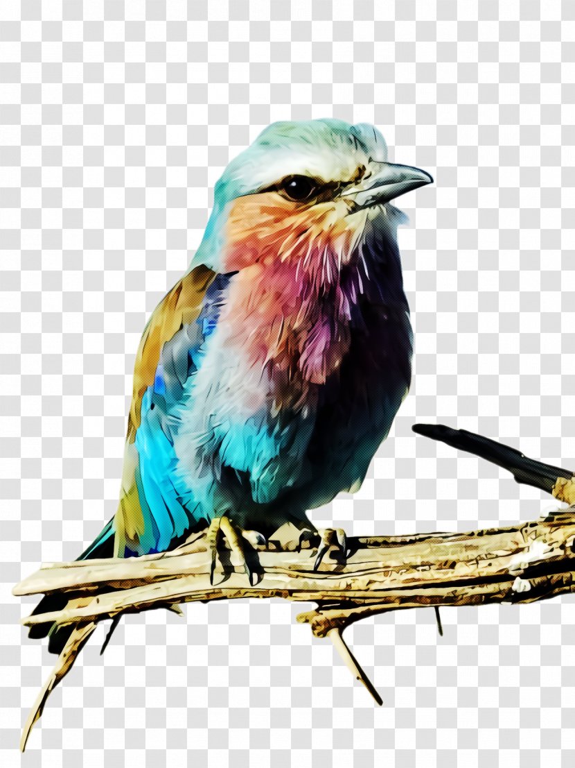 Bird Roller Beak Watercolor Paint Cuculiformes - Coraciiformes Transparent PNG