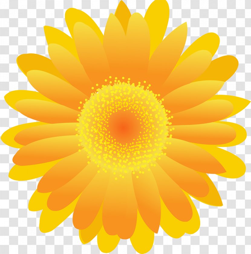 Flower Yellow Stock Photography Common Daisy - Sunflower Transparent PNG