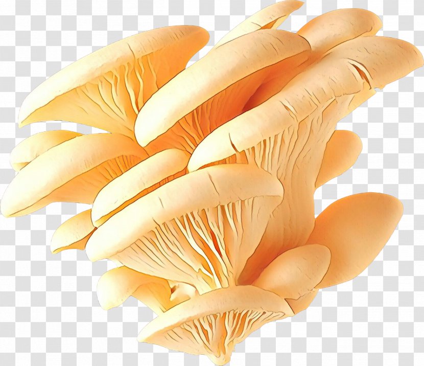 Business Idea Pleurotus Internet Mushroom - Oyster Transparent PNG