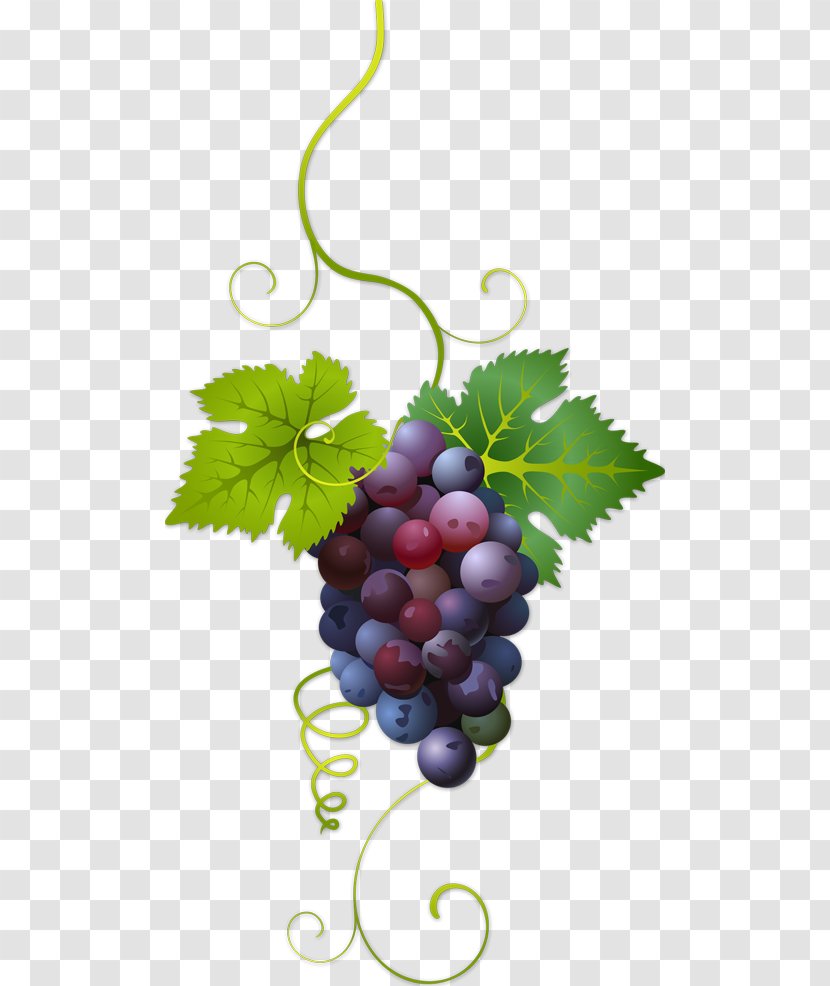 Common Grape Vine Wine - Leaves Transparent PNG