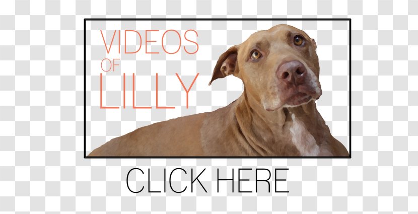 Dog Breed American Pit Bull Terrier Bulldog - Game Transparent PNG
