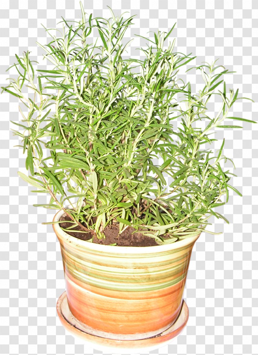 Rosemary Plant Herb Flowerpot Spice - Food Transparent PNG