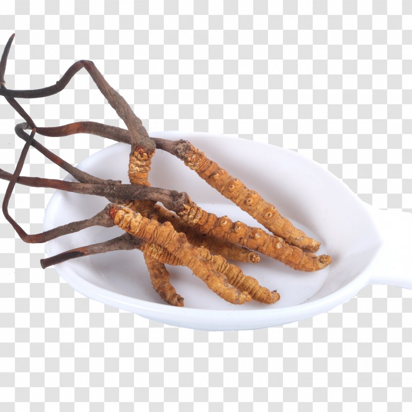 Nagqu Chinese Herbology High-definition Television - Medicine Cordyceps New Grass Transparent PNG