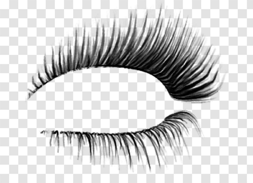 Eyelash Extensions Transparency Cosmetics Eyebrow - Iris Eye Shadow Transparent PNG