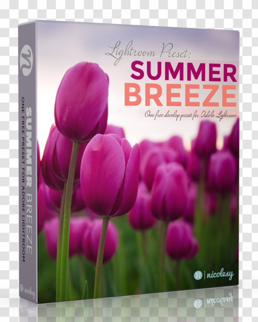 Adobe Lightroom Tulip Printing Summer Breeze Business - Plant Transparent PNG