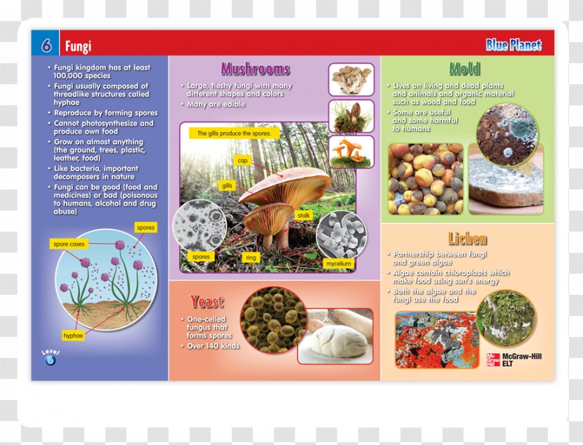 Mushroom Paperback Spore Organism Recipe Transparent PNG