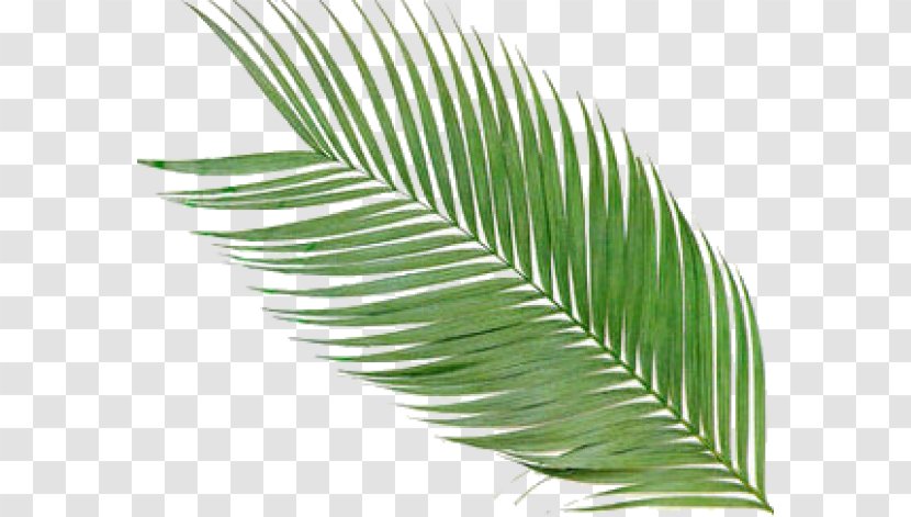 Arecaceae Frond Palm Branch Clip Art - Tree - Leaf Summer Transparent PNG