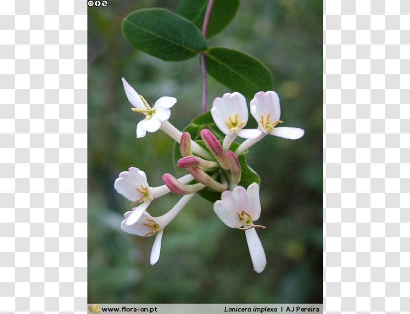 Honeysuckle Madressilva É O Que Há Nature Naturalist - White - Lonicera Involucrata Transparent PNG