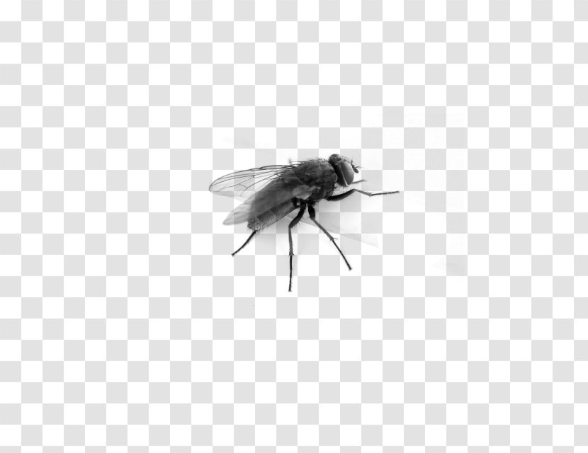 Desktop Wallpaper Clip Art - Housefly - Fly Transparent PNG