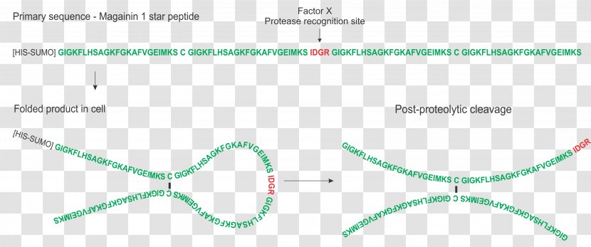 Circle Diagram Angle Point - Brand Transparent PNG