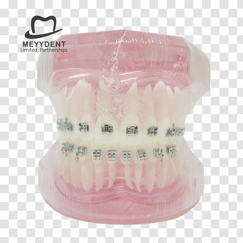 หจก.เมย์เด้นท์ Dentist Jaw Human Tooth - Dental Model Transparent PNG