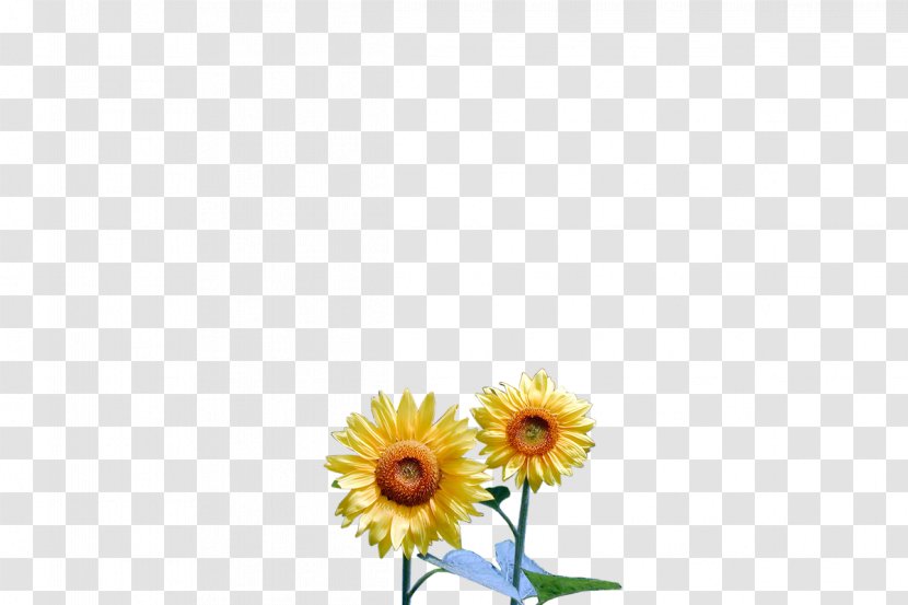 Common Daisy Sunflower Transvaal Floral Design Oxeye Transparent PNG
