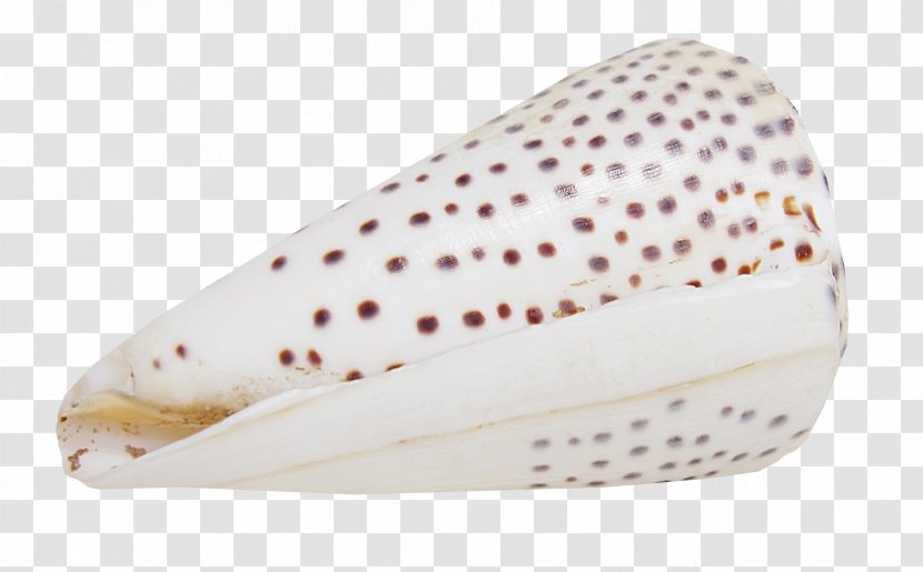 Polka Dot Motif Brown - Pattern Conch Transparent PNG