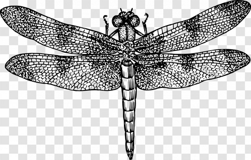Line Art Drawing Clip - Moths And Butterflies - Dragonfly Transparent PNG