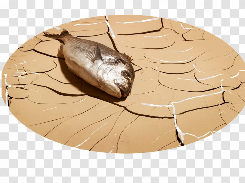 Stock Photography Fish Death - Are Dead Transparent PNG