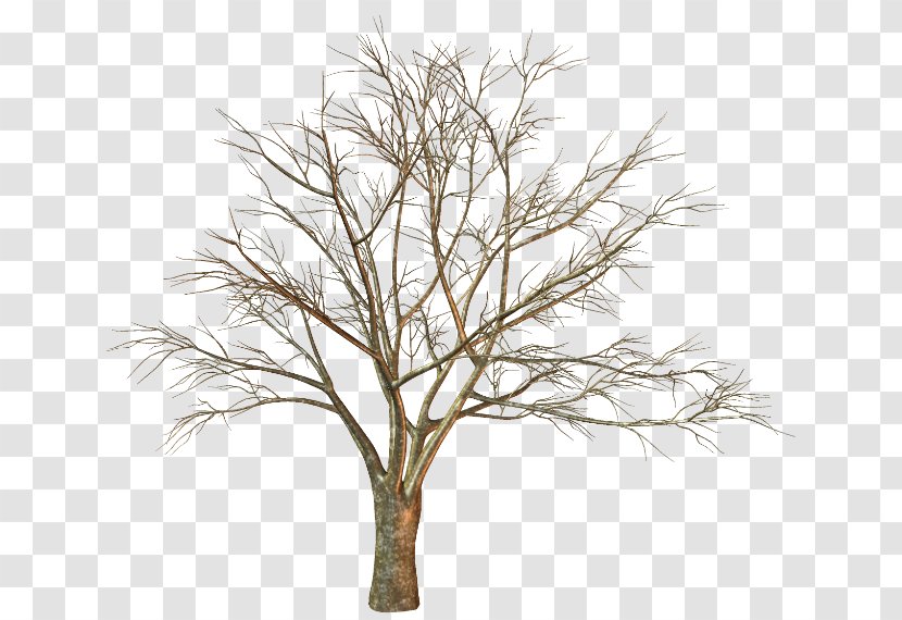 Twig Tree Trunk Branch Quercus Suber Transparent PNG