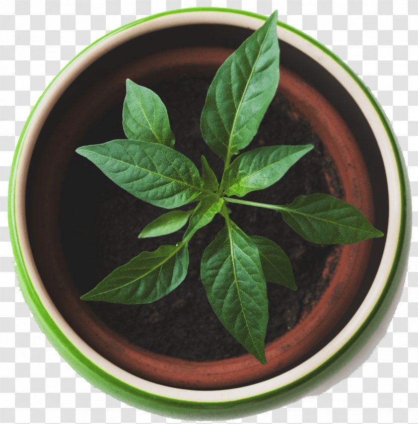 Succulent Plant Garden Flowerpot Propagation - Auto Repair Transparent PNG
