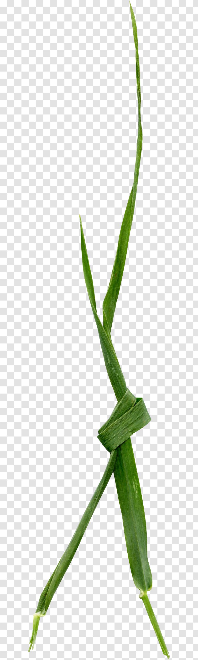 Leaf Grasses Plant Stem Close-up Aloe Vera - Green Tie Bar Transparent PNG