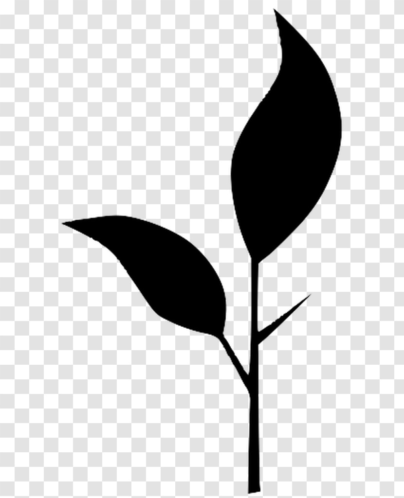 Leaf Black-and-white Plant Flower Anthurium Transparent PNG