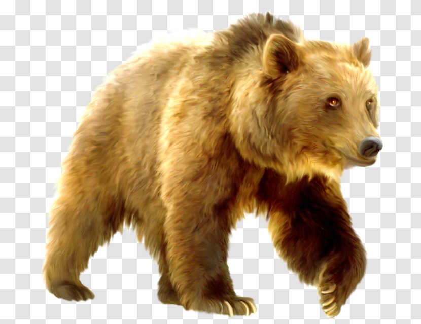 Grizzly Bear Яндекс.Фотки Download - Snout - Carnivoran Transparent PNG