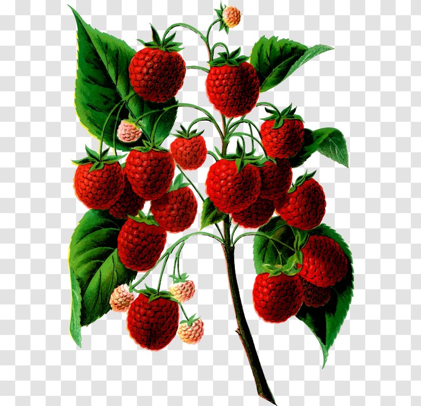 Red Raspberry Food Fruit Clip Art - Plant Transparent PNG