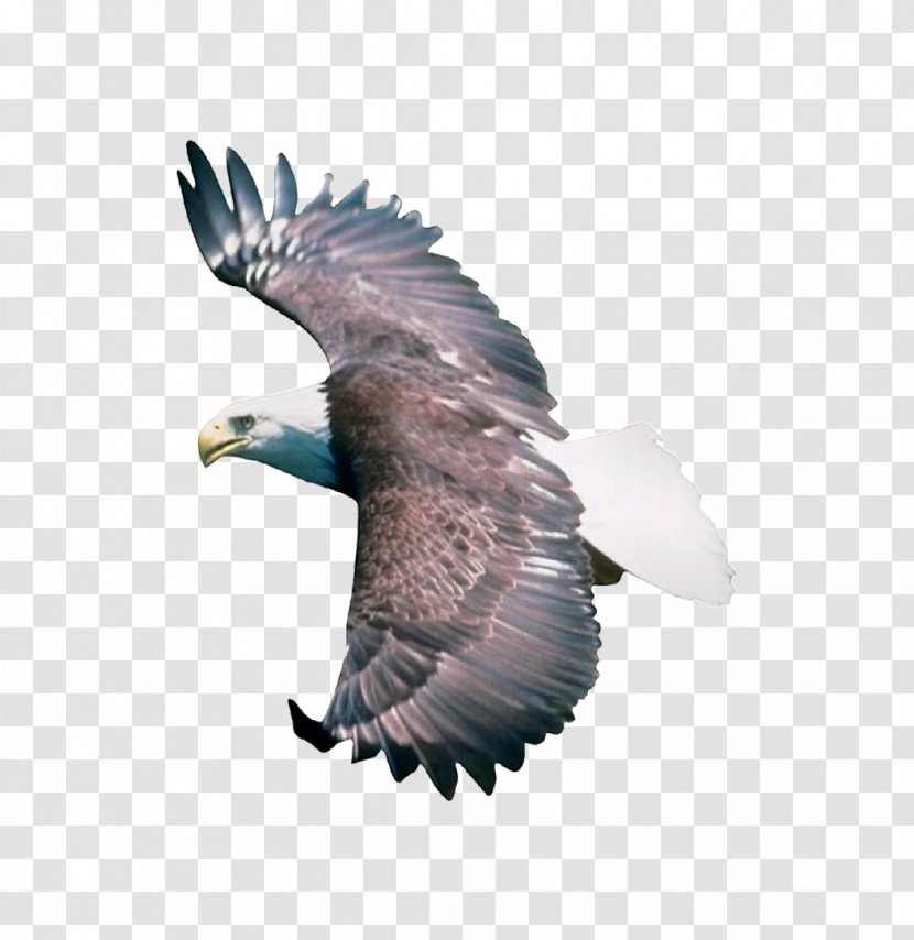 Bird Eagle .dwg - Hawk Transparent PNG
