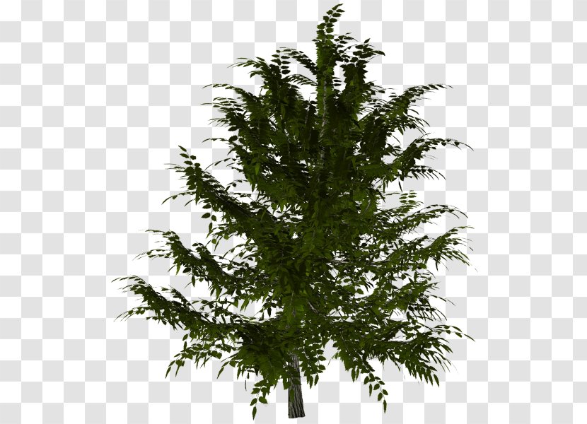 Spruce Larch Fir Evergreen Twig - Branch - Leaf Transparent PNG