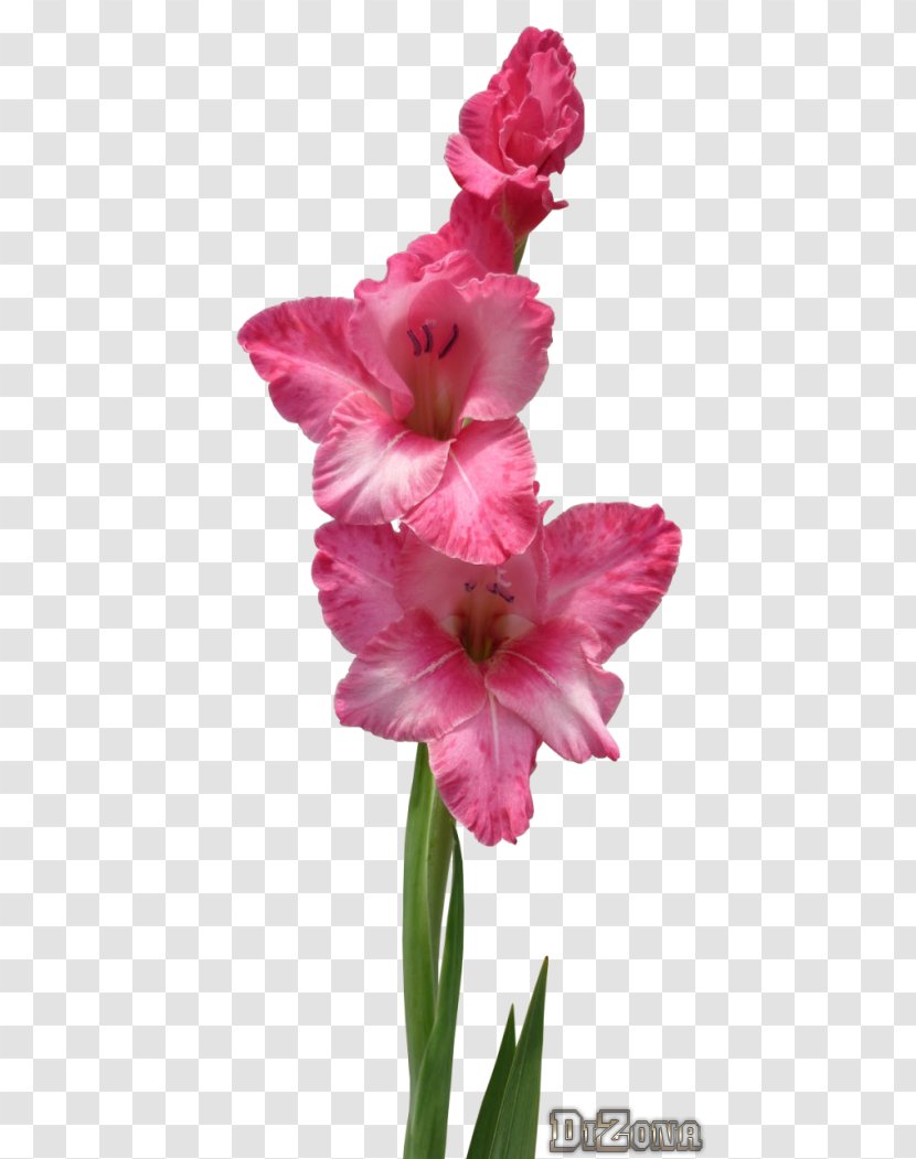 Gladiolus Photography Ansichtkaart Plant Stem UCoz - Iris Family Transparent PNG